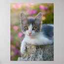 Suche nach cute cat poster Kitten
