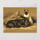 Suche nach bulldoggen postkarten Katze