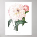 Suche nach ausdrücken des poster Blume