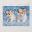 Suche nach persian postkarten Katze