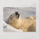 Suche nach seals postkarten Reise