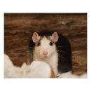 Suche nach ratten poster Haustiere