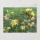 Suche nach tigerlilie postkarten Blume