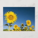 Suche nach valensole postkarten Feld