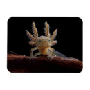 Suche nach amphibien magnete Amphibisch