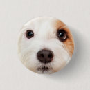 Suche nach großes auge buttons Welpe