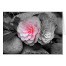 Suche nach weiße kamelie postkarten Frühling