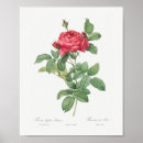 Suche nach vintage rosen kunst poster Rosa