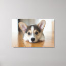 Suche nach niedliche welpen leinwandbilder Pembrauner weißer korgi
