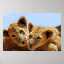 Suche nach african animals poster Lion