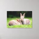 Suche nach niedliches kaninchen leinwandbilder Natur