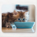 Suche nach kätzchen mousepads Fokus auf vordergrund