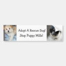 Suche nach resuce Hund
