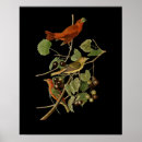 Suche nach audubon poster Ornithologe