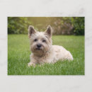 Suche nach cairns postkarten Terrier