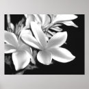 Suche nach plumeria kunst poster Flowers