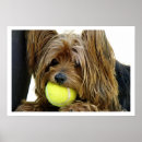 Suche nach yorkshire terrier poster Hunde