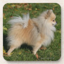 Suche nach zunge untersetzer Foto