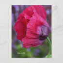 Suche nach mohn postkarten Blume
