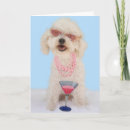 Suche nach frises karten Bichon frise
