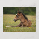 Suche nach fohlen postkarten Pony