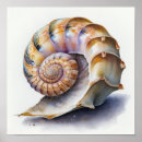 Suche nach muschel muschel poster Ozeane