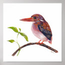 Suche nach kingfish poster Tierwelt