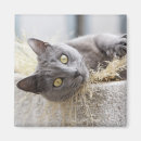 Suche nach hauskatze magnete Betrachten der kamera
