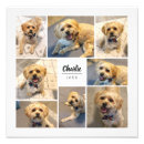 Suche nach hund fotodruck Modern