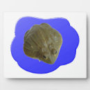 Suche nach frosch fotoplatten Amphibien