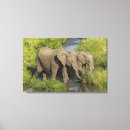 Suche nach afrikanische elefanten leinwandbilder Kenia