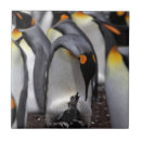 Suche nach selektiver fokus fliesen Fotografie