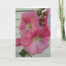 Suche nach rosa hollyhock karten Hollyhocks