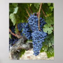 Suche nach weintrauben poster Wohngestaltung