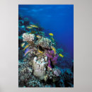 Suche nach rote fische poster Unterwasser
