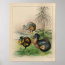 Suche nach dodo vogel poster Ausgestorben