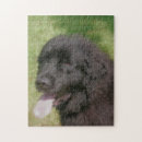 Suche nach über neufundland puzzle Hund