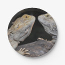 Suche nach bärtiger drache Haustier