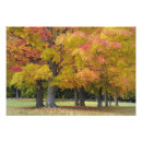 Suche nach ahornbaum poster Massachusetts