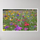 Suche nach blumenfeld poster Sommer