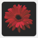 Suche nach gerbera aufkleber Modern