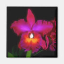 Suche nach exotische orchideen magnete Tropisch
