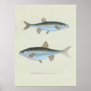 Suche nach fische poster Retro