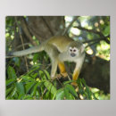 Suche nach amazon poster Wildlife