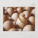 Suche nach niedliches huhn postkarten Nutztier