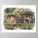 Suche nach deer poster Woodland