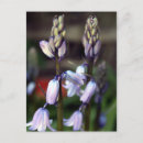 Suche nach hyazinthen postkarten Blume