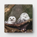 Suche nach eule fotoplatten Tier