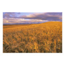 Suche nach gerste poster Landschaft