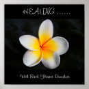 Suche nach öle poster Blume
